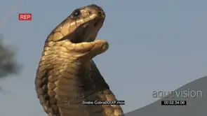 Aggressive snouted cobra strikes front of camera