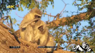 Vervet Monkeys grooming on tree and looking at Camera LA CU