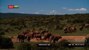 A Large African Elephant Herd Grazing in the Savannah WS