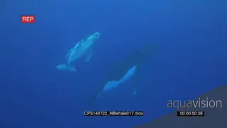 Humpback Whale and calf playing and rolling underwater in deep blue ocean LS HAND TU