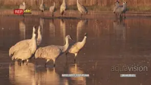 Sandhill cranes getting ready to fly in early morning light