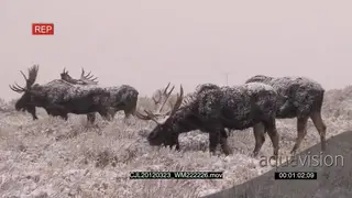Moose herd walking and grazing on prairie during snowfall.