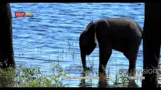 African Elephant herd with calf drinking water with the calf feeding on long grass in the.