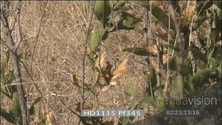 African lioness with injured tail walking through bushes looks sick