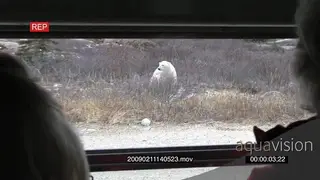 POV of Tourist inside bus taking pictures of Polar bear on roadside standing scouting.