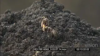 Worker Ants hunting catching Termites emerging out of dirt mount burrows WS CU