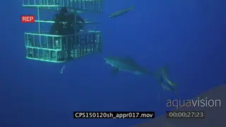 Great White Shark swimming underwater in ocean passing by people diving in a cage MWS.