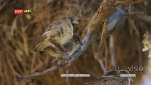 Flock of sociable weaver perched on branch