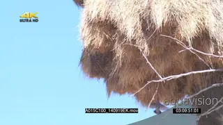 Sociable Weavers flying in and out of nest building carrying grass with beaks SLOWMO