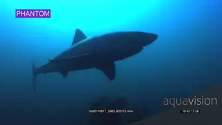 Great White Shark (Carcharodon carcharias), underwater swimming past camera.