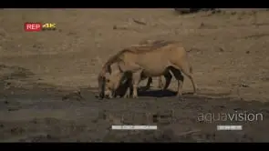 Warthogs standing on veld drinking from waterhole
