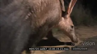 Aardvark walking on long grass searching for termite or ant nest NIGHT POV