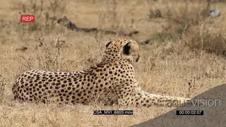 Cheetah laying down constantly looking up scouting hunting