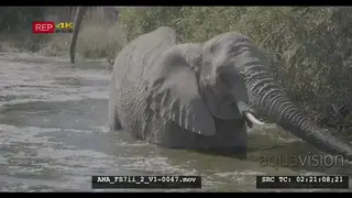 African elephant walking through waterhole, calf swimming, drowning, struggling, helping.
