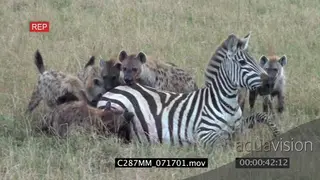 Spotted hyena clan takedown pregnant Zebra