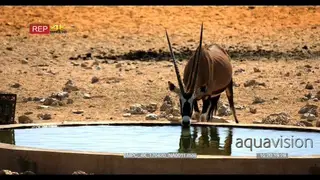Gemsbok drinking water at the waterhole at the Garub desert