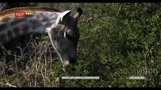 CU of giraffe's head and neck eating leaves off a tree