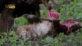 Steppe eagle feeding on impala lamb carcass