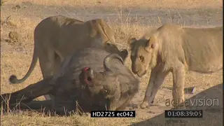 Female lions killing a buffalo MS