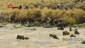 Herd of wildebeest and zebras crossing mara river