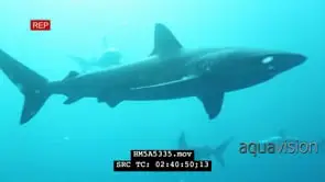 Dusky Sharks swimming underwater in ocean passing camera MWS PAN HAND