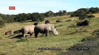 White Rhinos standing grazing on grassland and Cape Buffalo herd laying down LS