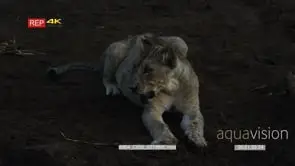 Lion cub sitting facing towards camera and around