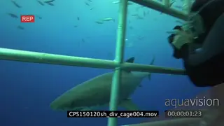 Divers filming a Great White Shark swimming underwater in ocean from a cage MS PAN HAND