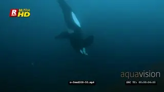 Orca Killer Whales feeding on herring schools in noway UW