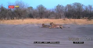 Lioness and lion cub lying on the dust road at sunset