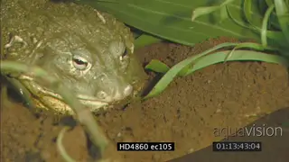 Bullfrog feeding MS
