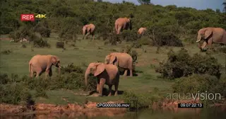 African Elephant Herd Grazing on the Savannah WS