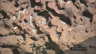 Termites crawling in a around in a mound