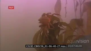 Red Tuna crab moving around feeding on kelp plants UW TRACKING
