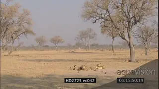 Cape Buffalo herd standing looking at female African lion pride sitting near injured.