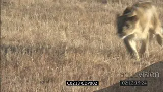 African Lion charge towards camera CU