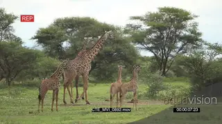 Masai Giraffes walking around browsing with young GREEN LS