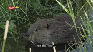 Beaver laying down in a pond eating a bark MLS