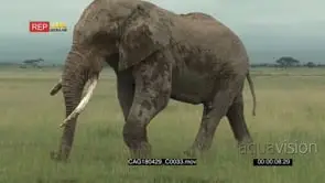 Elephant bull sauntering through the grasslands