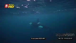 Orca Killer Whales chasing herring schools in noway UW