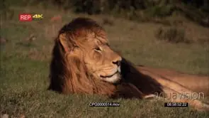[2] Male Lions sleeping on the grassland GOOD LIGHT MS