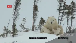 Polar bear mother grooming cuddling cubs suckling off her Protective behaviour