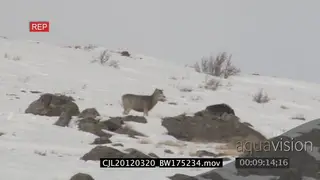 Elk Antelope being hunted by Gray Wolf and wolf running away on snowy prairie WS PAN