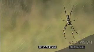 Golden silk orb spider on web in bush