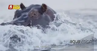 Aggressive Hippo wading towards the camera and blowing water with its nostrils.