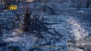 Charcoal production and fire cleared farm land help fields to be ready for seeding for.