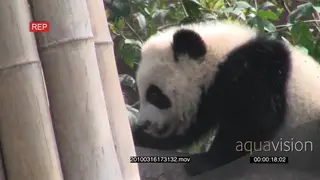 A pair of Giant Panda bears on a tree log play fighting and playing PROFILE GENERAL.