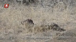 Bloody Spotted Hyena in pain, laying down and looking around.