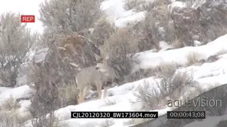 Elk Antelope standing on prairie during snow fall WS ZI LS