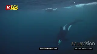 Orca Killer Whales chasing herring schools in noway UW